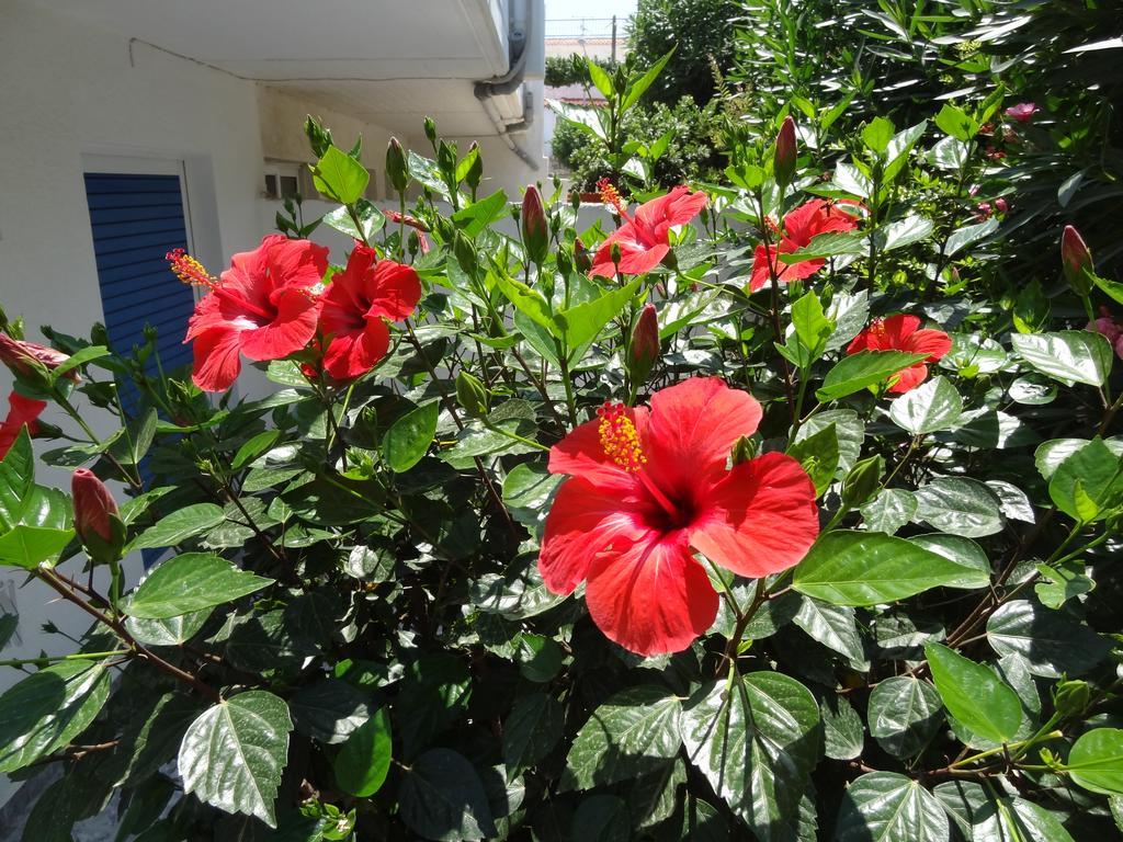 Michalis Studios & Apartments Kos Exteriör bild